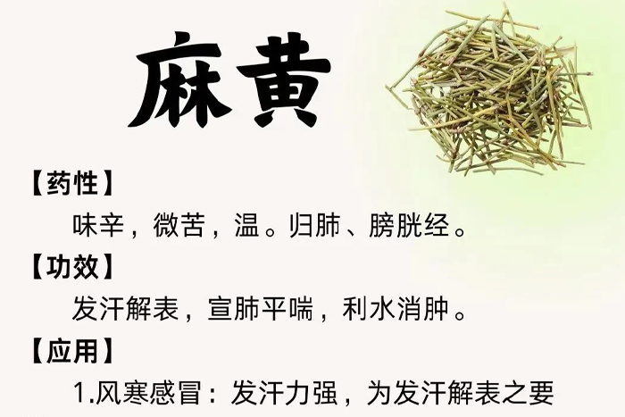 每周一药 | 解表药 | 麻黄