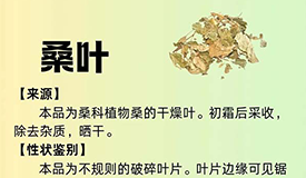 每周一药 | 解表药 | 桑叶