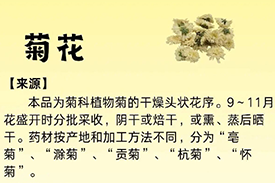 每周一药 | 解表药 | 菊花