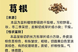 每周一药 | 解表药 | 葛根