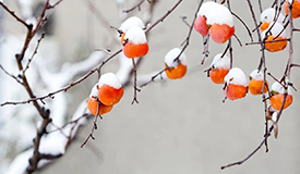 健康促进丨立冬：潜阳养精正当时