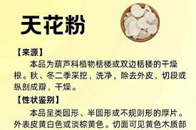 每周一药 | 清热药 | 天花粉
